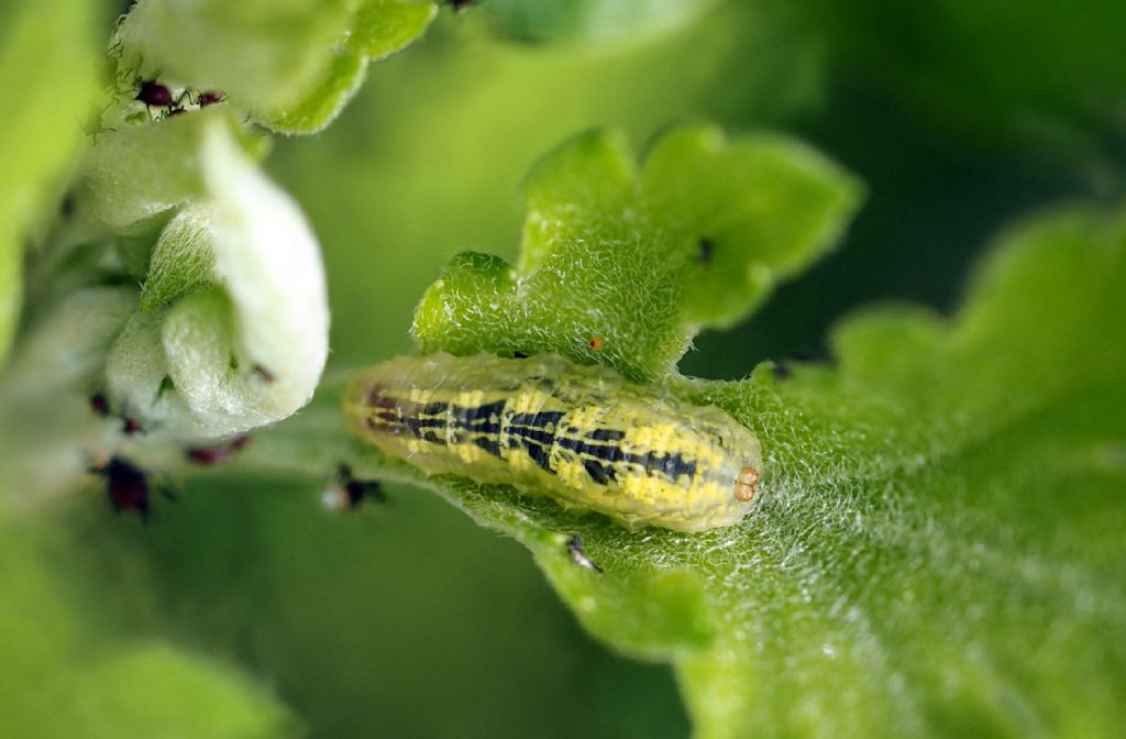 Larve di coccinelle ?  No, Larve di Ditteri Syrphidae